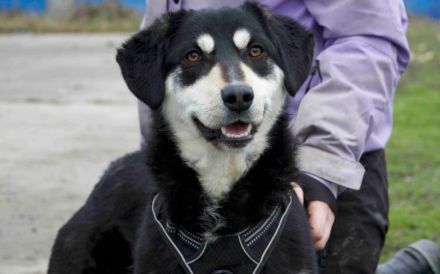 Traumhund Zorro sucht ein tolles Zuhause