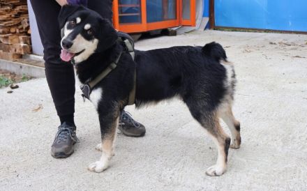 Traumhund Zorro sucht ein tolles Zuhause