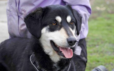 Traumhund Zorro sucht ein tolles Zuhause