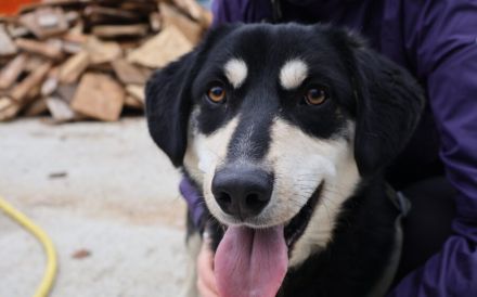 Traumhund Zorro sucht ein tolles Zuhause