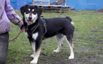Traumhund Zorro sucht ein tolles Zuhause