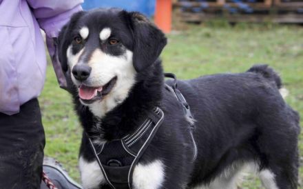 Traumhund Zorro sucht ein tolles Zuhause