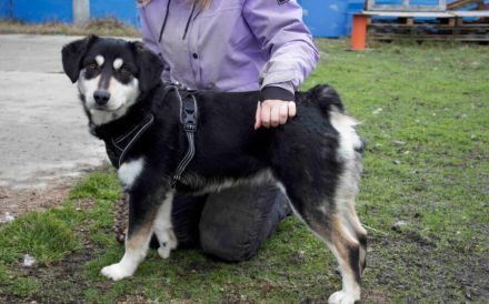 Traumhund Zorro sucht ein tolles Zuhause