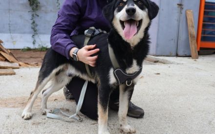 Traumhund Zorro sucht ein tolles Zuhause
