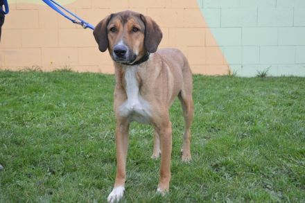 FILIP, Labrador/Jagdhund Mischling (kastriert) SGB 490,00 €