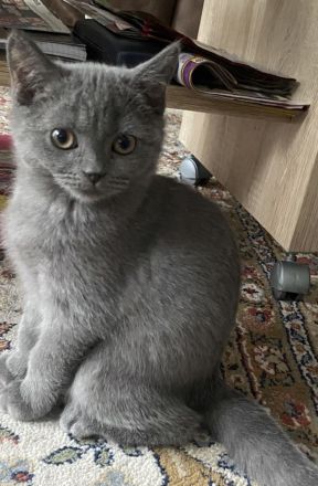 Britisch Kurzhaar Kitten