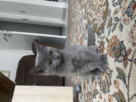 Britisch Kurzhaar Kitten