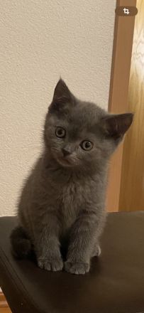 Britisch Kurzhaar Kitten