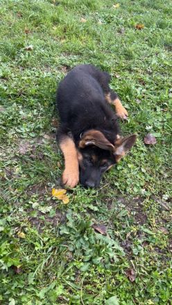 Deutsche Schäferhund Welpen suchen für immer Zuhause