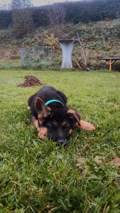 Deutsche Schäferhund Welpen suchen für immer Zuhause