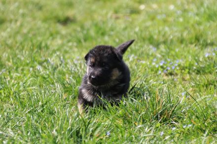 Deutsche Schäferhund Welpen suchen für immer Zuhause