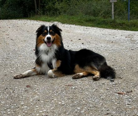 Australian Shepherd Deckrüde / black tri / ASCA