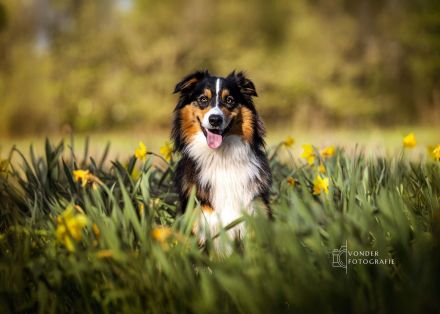 Australian Shepherd Deckrüde / black tri / ASCA