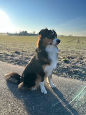 Australian Shepherd Deckrüde / black tri / ASCA