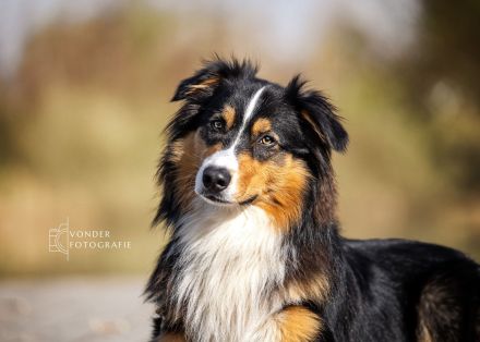 Australian Shepherd Deckrüde / black tri / ASCA