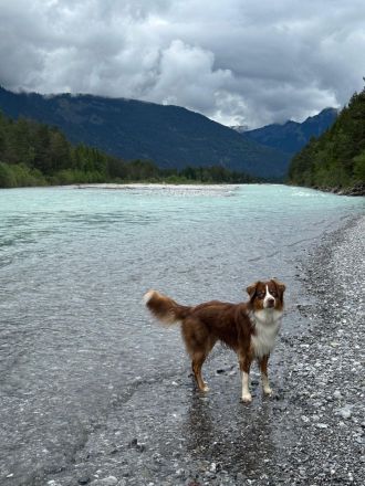 Australian Shepherd Deckrüde / red tri / blaue Augen / ASCA