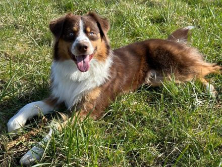 Australian Shepherd Deckrüde / red tri / blaue Augen / ASCA