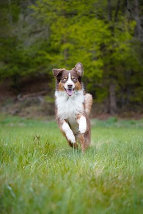 Australian Shepherd Deckrüde / red tri / blaue Augen / ASCA