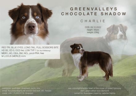 Australian Shepherd Deckrüde / red tri / blaue Augen / ASCA