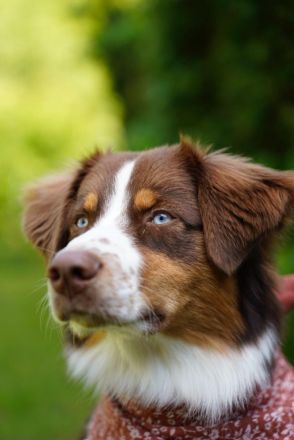 Australian Shepherd Deckrüde / red tri / blaue Augen / ASCA