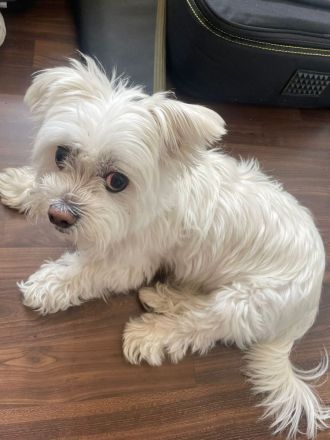 Susi 🐾 Einzelprinzessin aus 86316