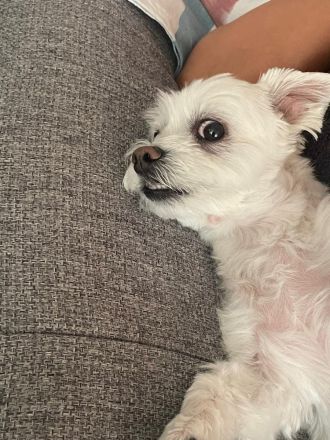 Susi 🐾 Einzelprinzessin aus 86316