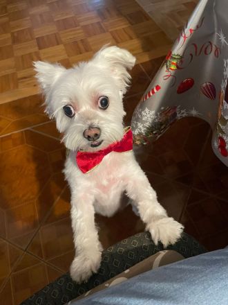 Susi 🐾 Einzelprinzessin aus 86316