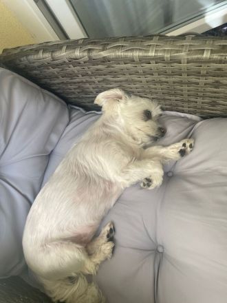 Susi 🐾 Einzelprinzessin aus 86316