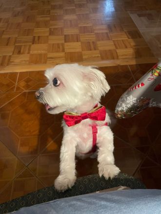 Susi 🐾 Einzelprinzessin aus 86316