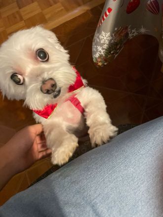 Susi 🐾 Einzelprinzessin aus 86316