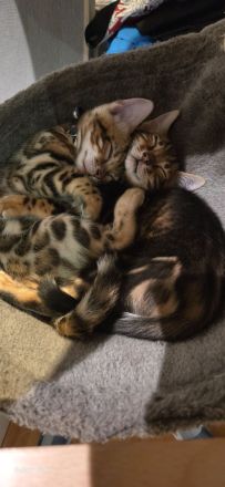 Wunderschöne reinrassige Bengalkitten mit Stammbaum