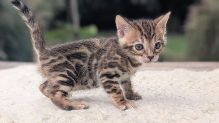 Wunderschöne reinrassige Bengalkitten mit Stammbaum