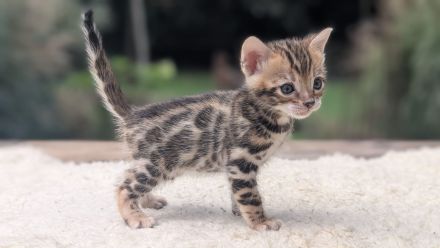 Wunderschöne reinrassige Bengalkitten mit Stammbaum