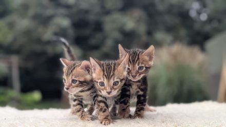 Wunderschöne reinrassige Bengalkitten mit Stammbaum