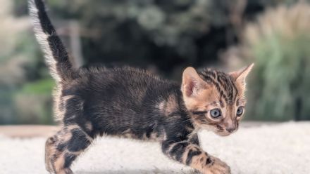 Wunderschöne reinrassige Bengalkitten mit Stammbaum