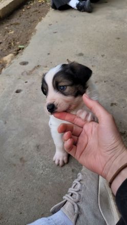 Welpe COSMO möchte das Leben kennenlernen
