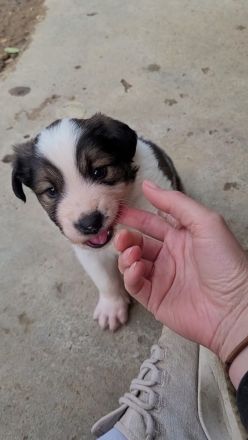Welpe COSMO möchte das Leben kennenlernen