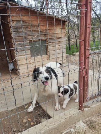 Welpe COSMO möchte das Leben kennenlernen