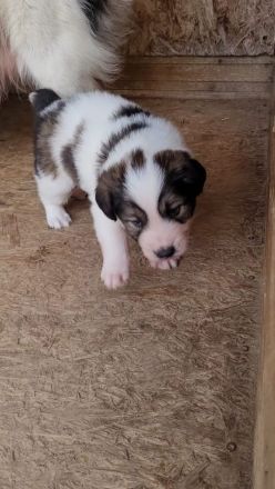 Welpe COSMO möchte das Leben kennenlernen