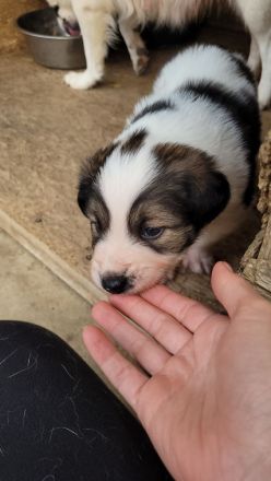 Welpe COSMO möchte das Leben kennenlernen