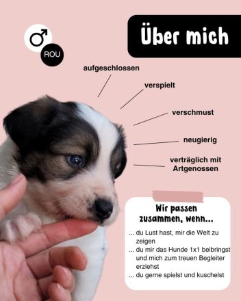 Welpe COSMO möchte das Leben kennenlernen