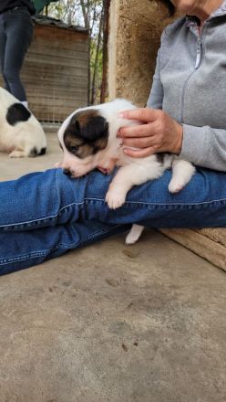 Welpe COSMO möchte das Leben kennenlernen