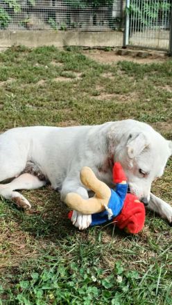Fatyol, kleine Kämpferin mit großem Herzen für Kinder und Katzen