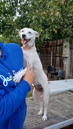 Fatyol, kleine Kämpferin mit großem Herzen für Kinder und Katzen