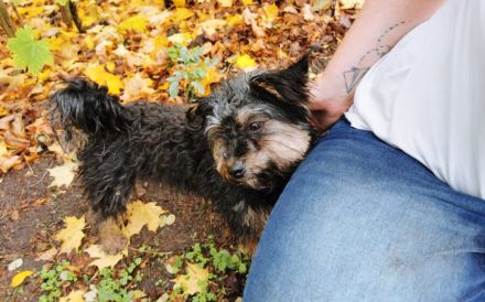 Kleine wuschelige Maisy sucht Zuhause