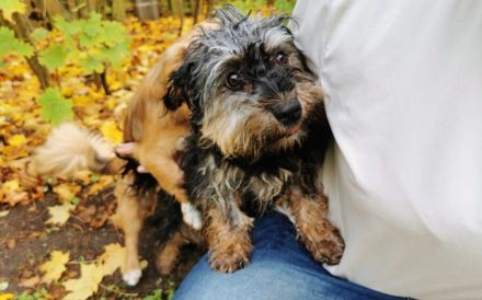 Kleine wuschelige Maisy sucht Zuhause