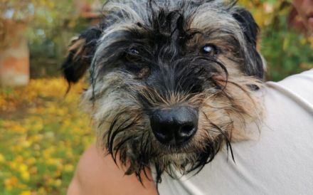 Kleine wuschelige Maisy sucht Zuhause