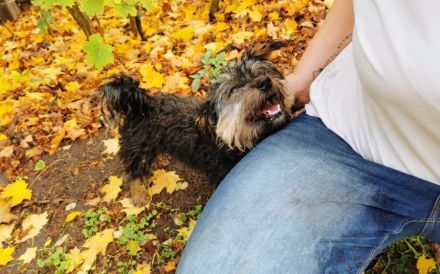 Kleine wuschelige Maisy sucht Zuhause