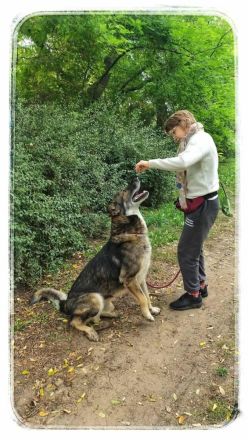 Lobo, großer sanftmütiger Riese ist kinderlieb