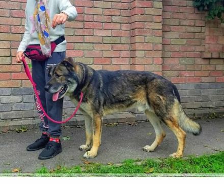 Lobo, großer sanftmütiger Riese ist kinderlieb